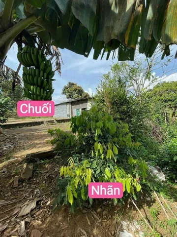 Bất động sản tại Đắk Lắk - ảnh 1