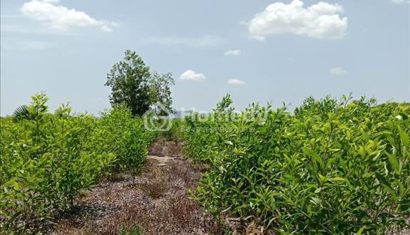 Bất động sản tại Bình Thuận - ảnh 1