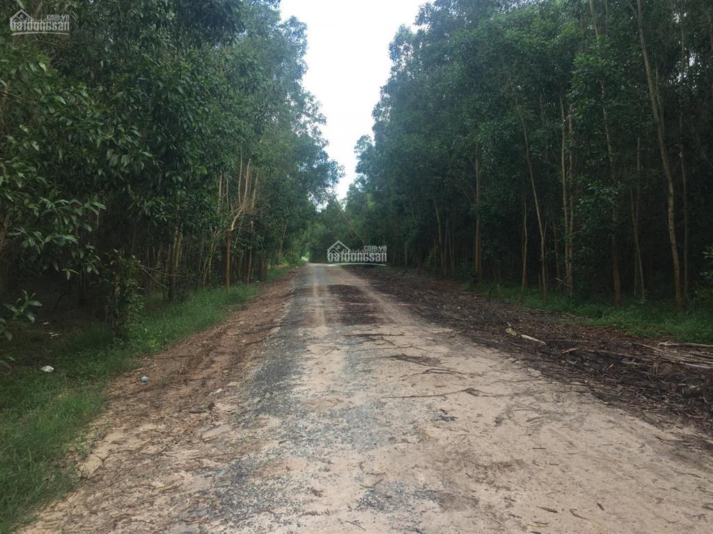 Bất động sản tại Bình Thuận - ảnh 1