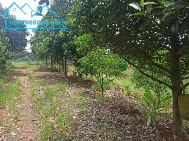 Bất động sản tại Bình Phước - ảnh 1