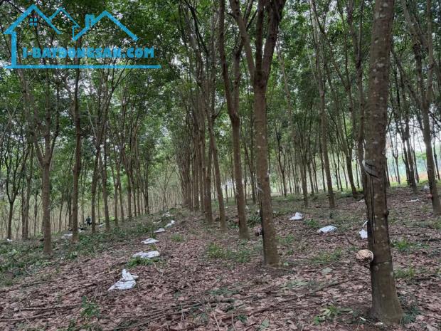 Bất động sản tại Bình Phước - ảnh 1