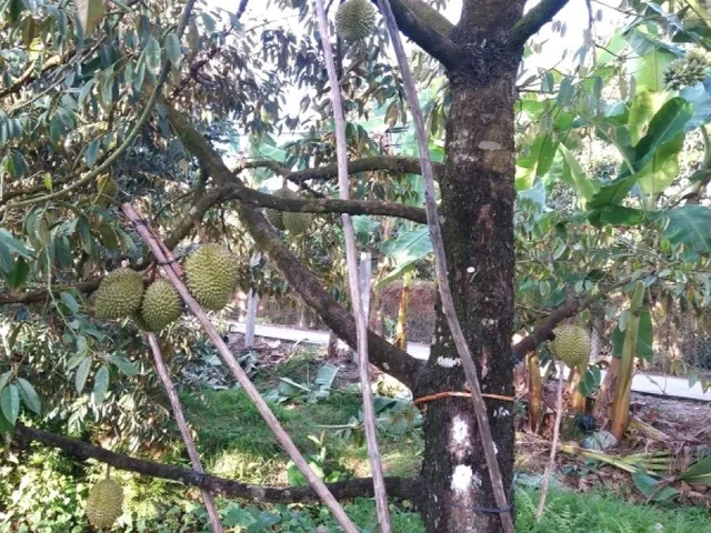 Bất động sản tại Bình Phước - ảnh 1