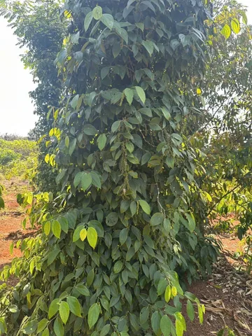 Bất động sản tại Đắk Lắk - ảnh 1
