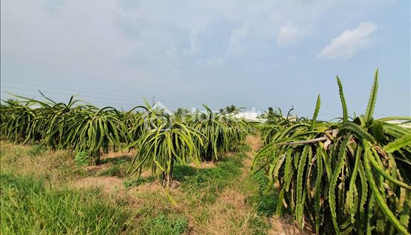 Bất động sản tại Bình Thuận - ảnh 1