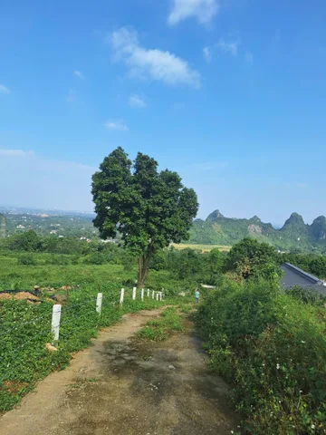 Bất động sản tại Phú Thọ - ảnh 1