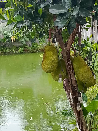 Bất động sản tại Khánh Hòa - ảnh 1