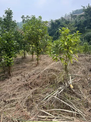 Bất động sản tại Phú Thọ - ảnh 1