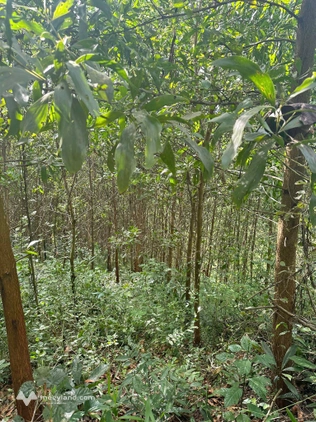 Bất động sản tại Nghệ An - ảnh 1