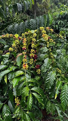 Bất động sản tại Đắk Nông - ảnh 1