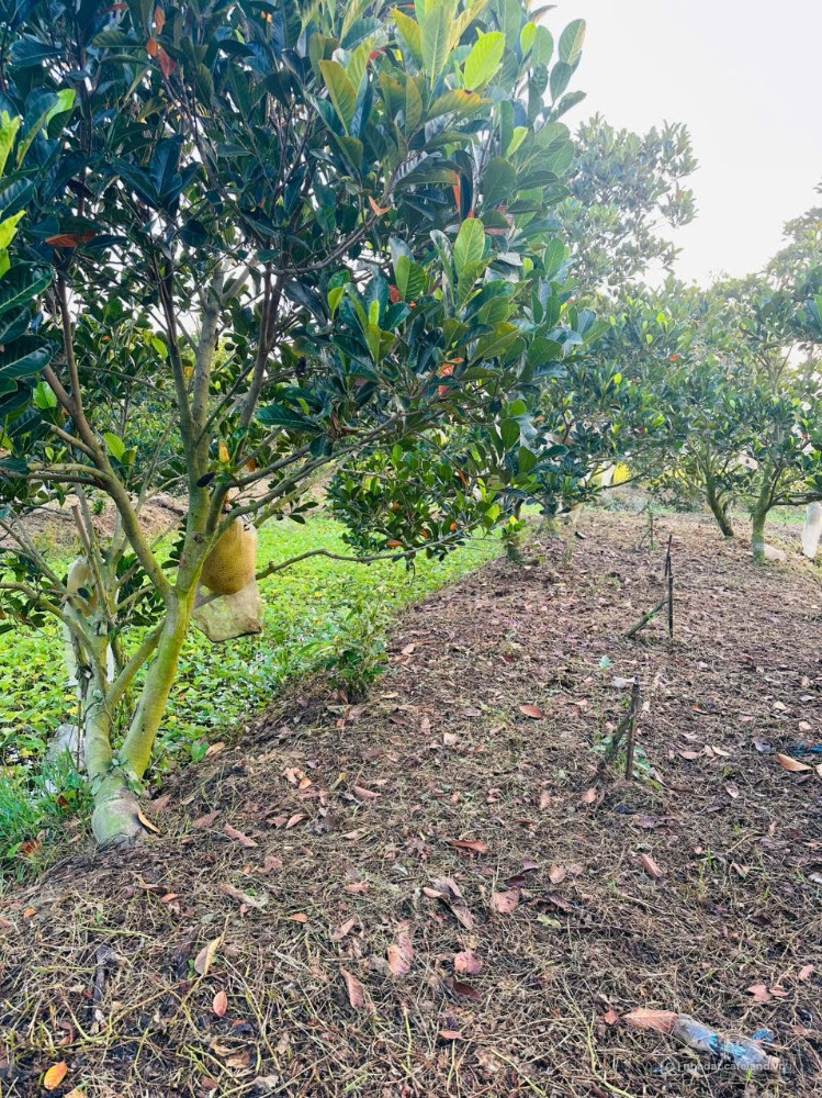 Bất động sản tại Đồng Tháp - ảnh 1
