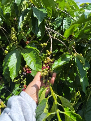 Bất động sản tại Đắk Lắk - ảnh 1