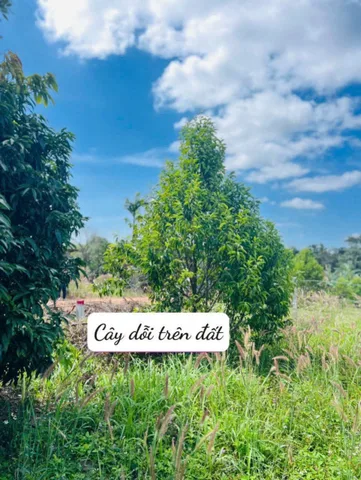 Bất động sản tại Đắk Lắk - ảnh 1