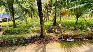 Bất động sản tại Cần Thơ - ảnh 1