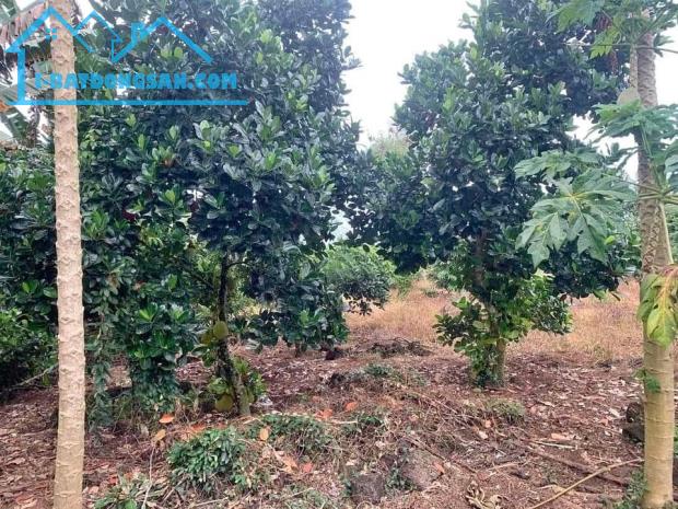 Bất động sản tại Bình Phước - ảnh 1