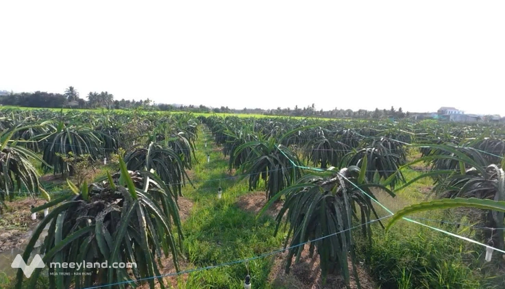 Bất động sản tại Long An - ảnh 1