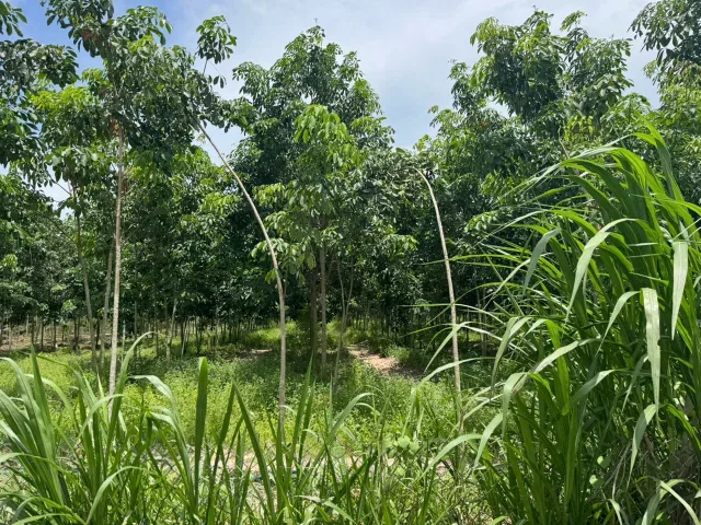 Bất động sản tại Tây Ninh - ảnh 1