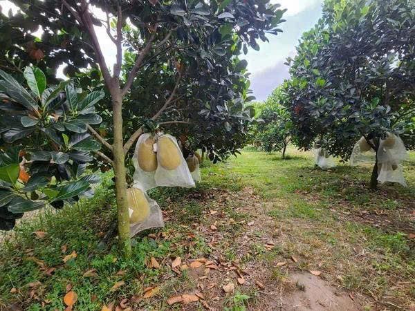 Bất động sản tại TP. Hồ Chí Minh - ảnh 3