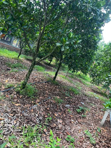 Bất động sản tại Bình Dương - ảnh 1