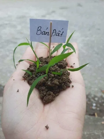 Bất động sản tại Bình Dương - ảnh 1