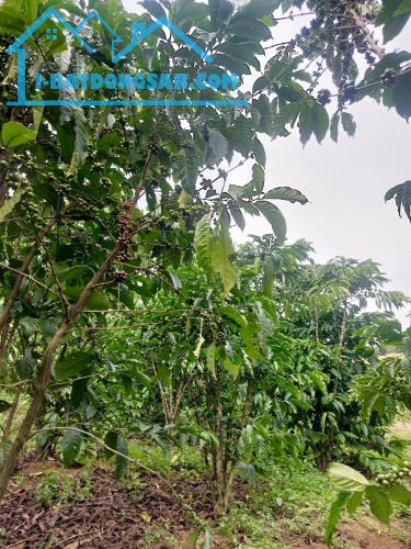 Bất động sản tại Lâm Đồng - ảnh 1