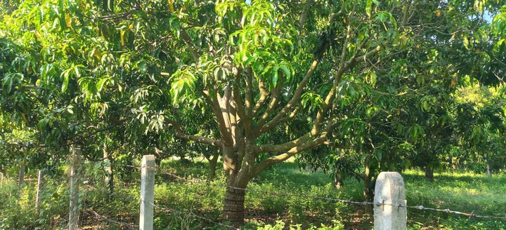 Bất động sản tại Khánh Hòa - ảnh 1