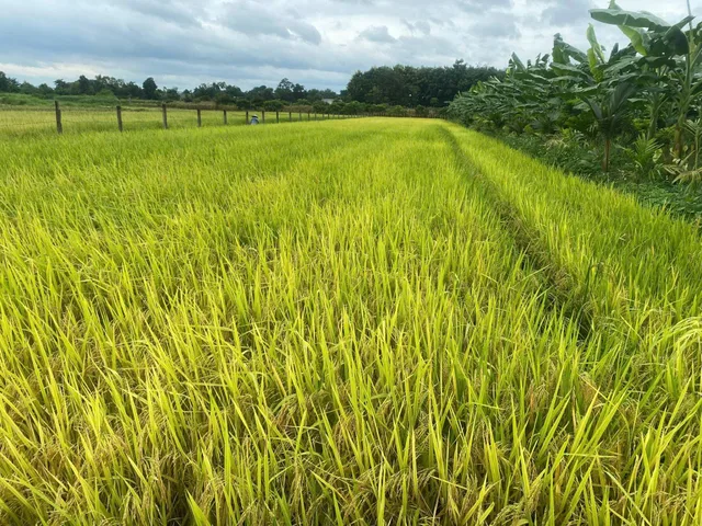 Bất động sản tại Đắk Lắk - ảnh 1