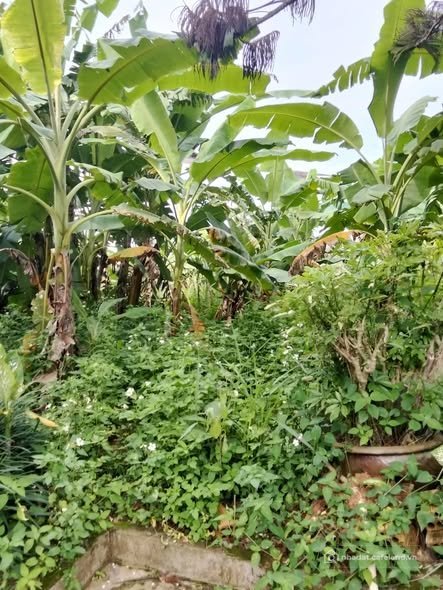 Bất động sản tại Lâm Đồng - ảnh 1