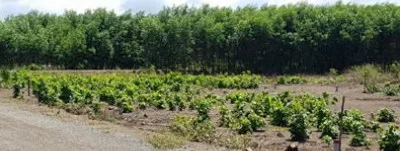 Bất động sản tại Bà Rịa - Vũng Tàu - ảnh 1