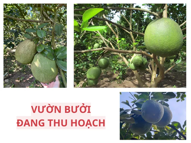 Bất động sản tại Bình Dương - ảnh 1