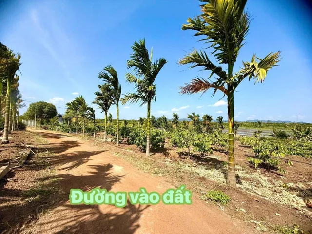 Bất động sản tại Đắk Lắk - ảnh 1