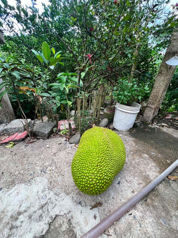 Bất động sản tại Khánh Hòa - ảnh 1