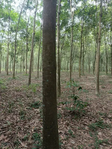 Bất động sản tại Bình Dương - ảnh 1