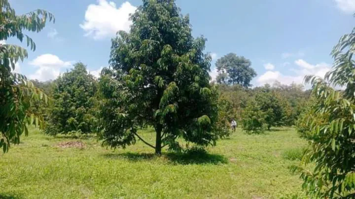 Bất động sản tại Bình Dương - ảnh 1
