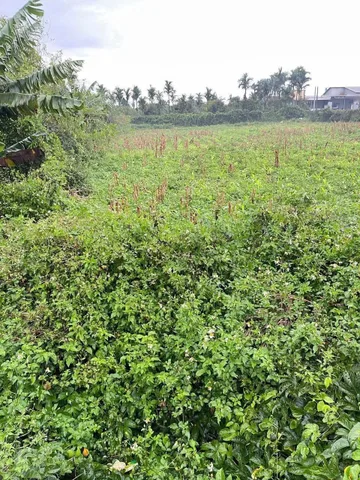 Bất động sản tại Đắk Lắk - ảnh 1