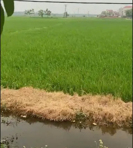 Bất động sản tại Bắc Ninh - ảnh 1