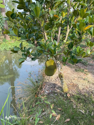Bất động sản tại An Giang - ảnh 1