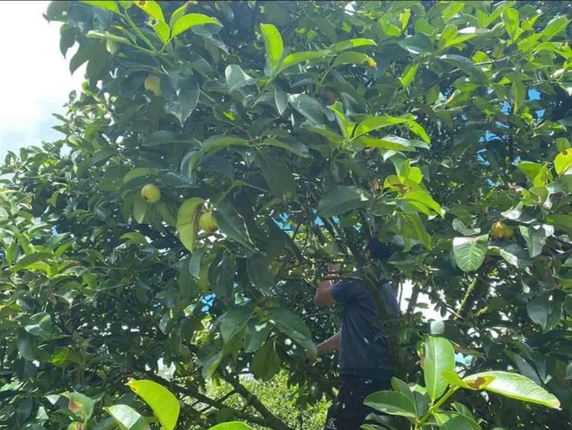Bất động sản tại Lâm Đồng - ảnh 1