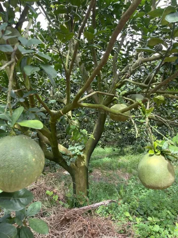 Bất động sản tại Bình Dương - ảnh 1