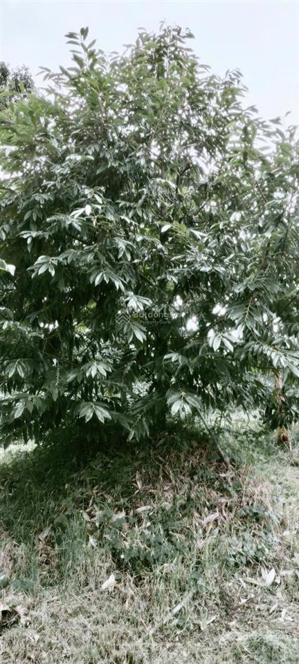 Bất động sản tại Cần Thơ - ảnh 1
