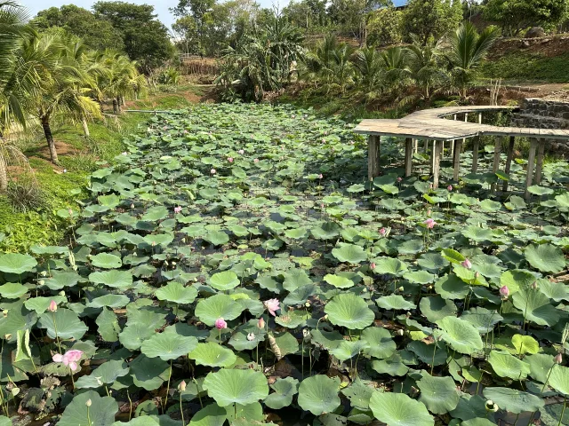 Bất động sản tại Đắk Lắk - ảnh 1