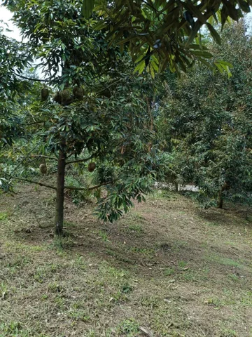 Bất động sản tại Khánh Hòa - ảnh 1