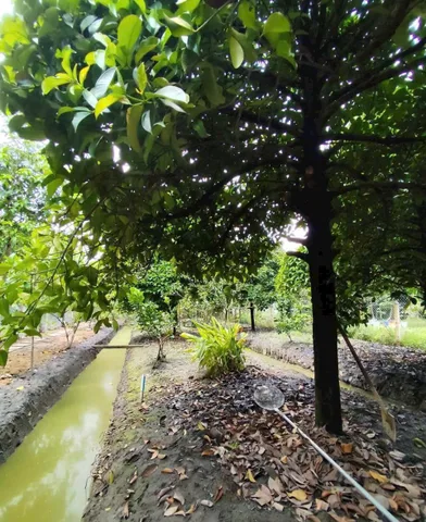 Bất động sản tại Bình Dương - ảnh 1