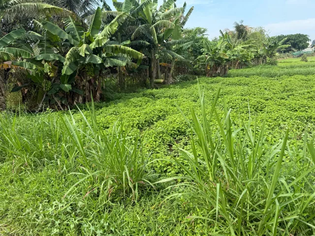 Bất động sản tại Tây Ninh - ảnh 1