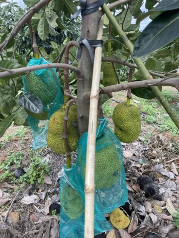 Bất động sản tại Lâm Đồng - ảnh 1