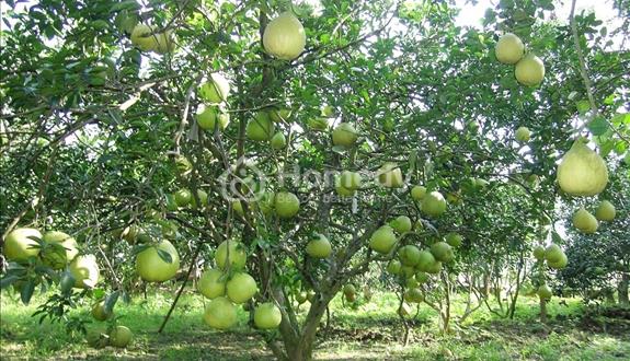 Bất động sản tại Bình Dương - ảnh 1