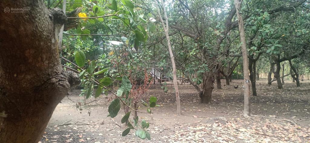 Bất động sản tại Bình Phước - ảnh 1