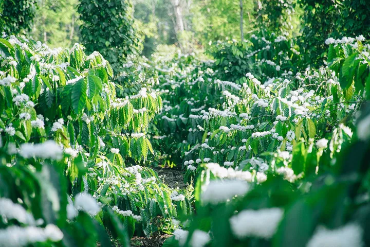 Bất động sản tại Đắk Lắk - ảnh 1