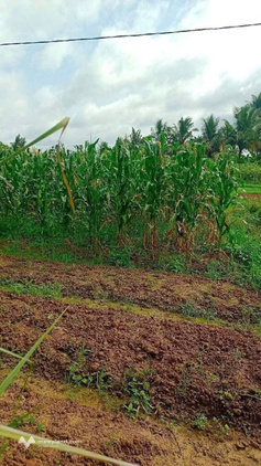 Bất động sản tại Bến Tre - ảnh 1