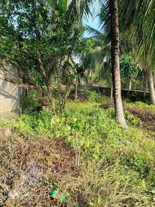 Bất động sản tại Bến Tre - ảnh 1
