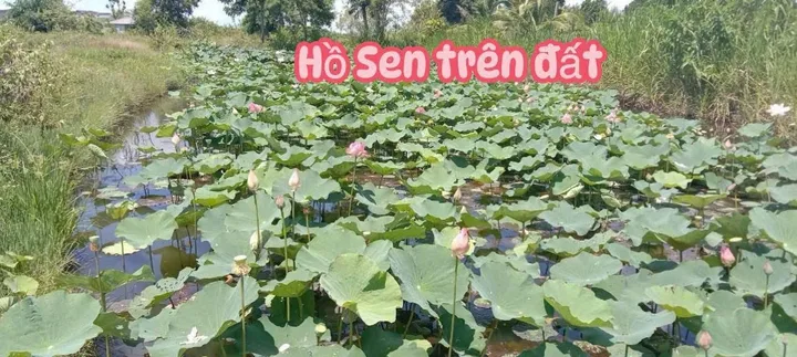 Bất động sản tại Đắk Lắk - ảnh 1